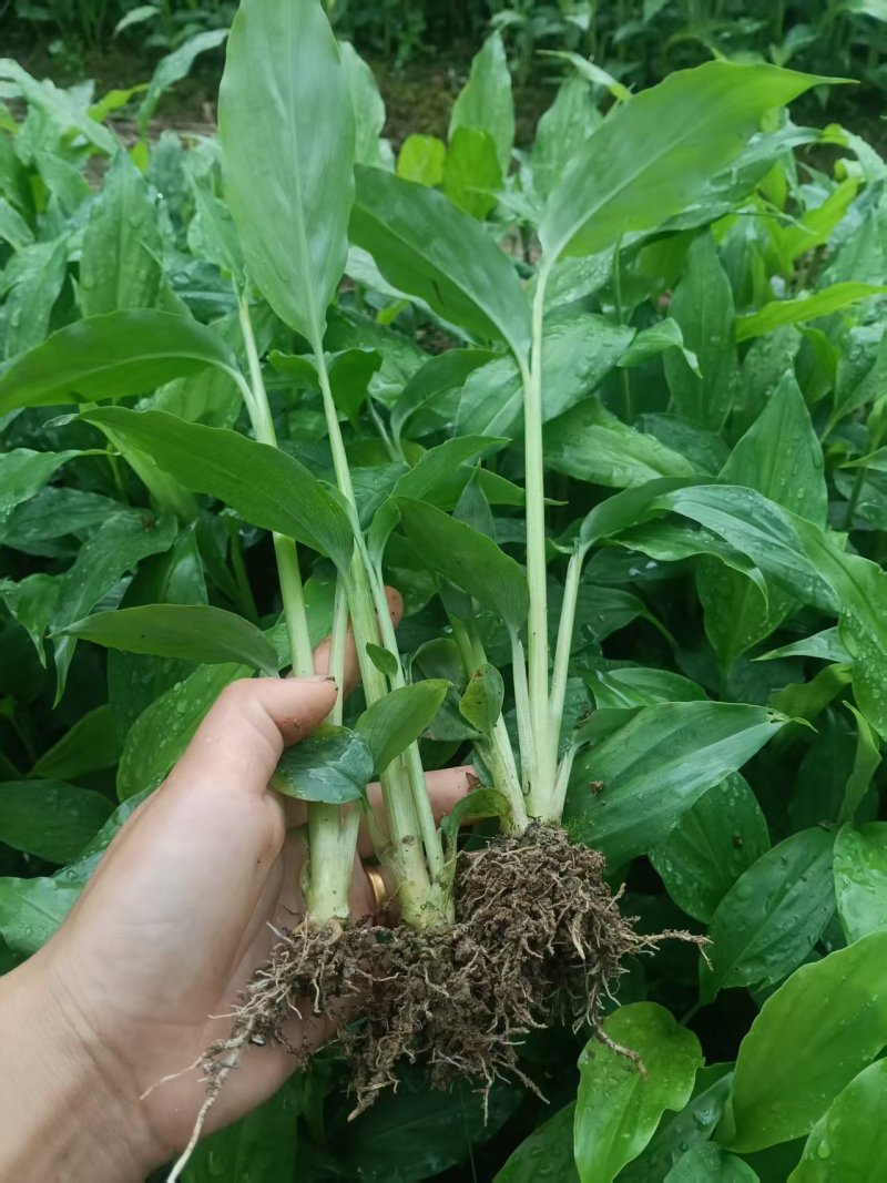 草果苗一年小苗/两年苗