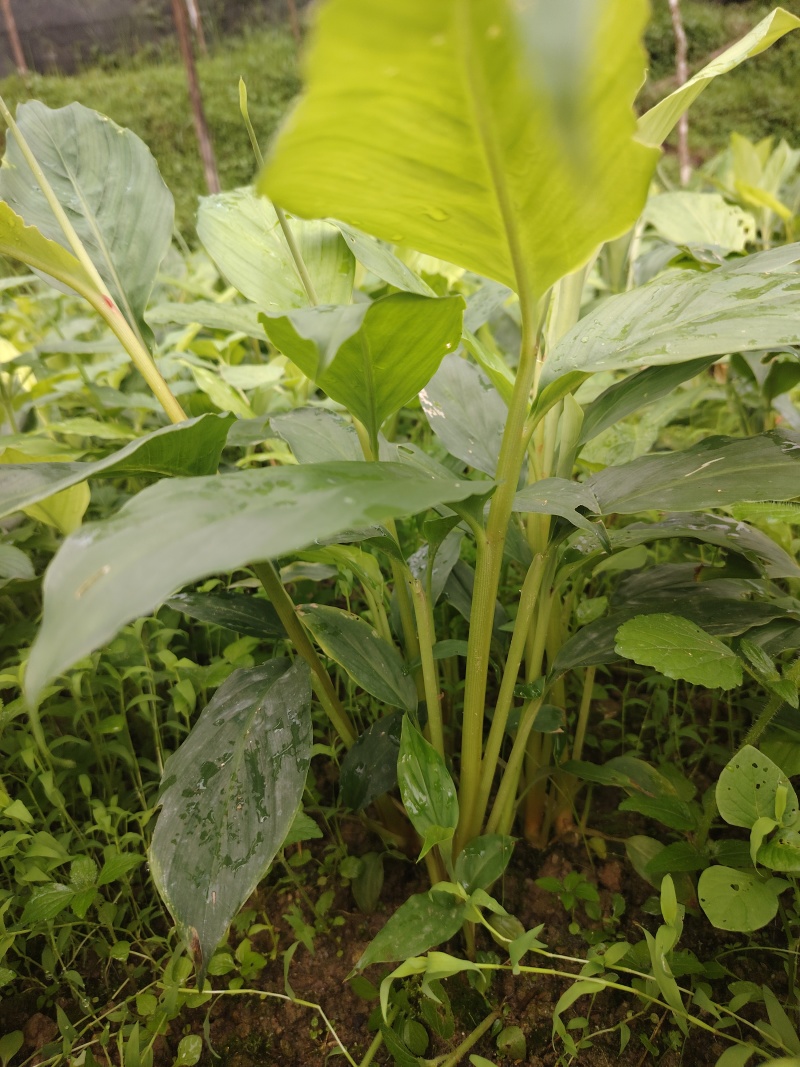 草果苗一年小苗/两年苗