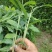 草果苗一年小苗/两年苗