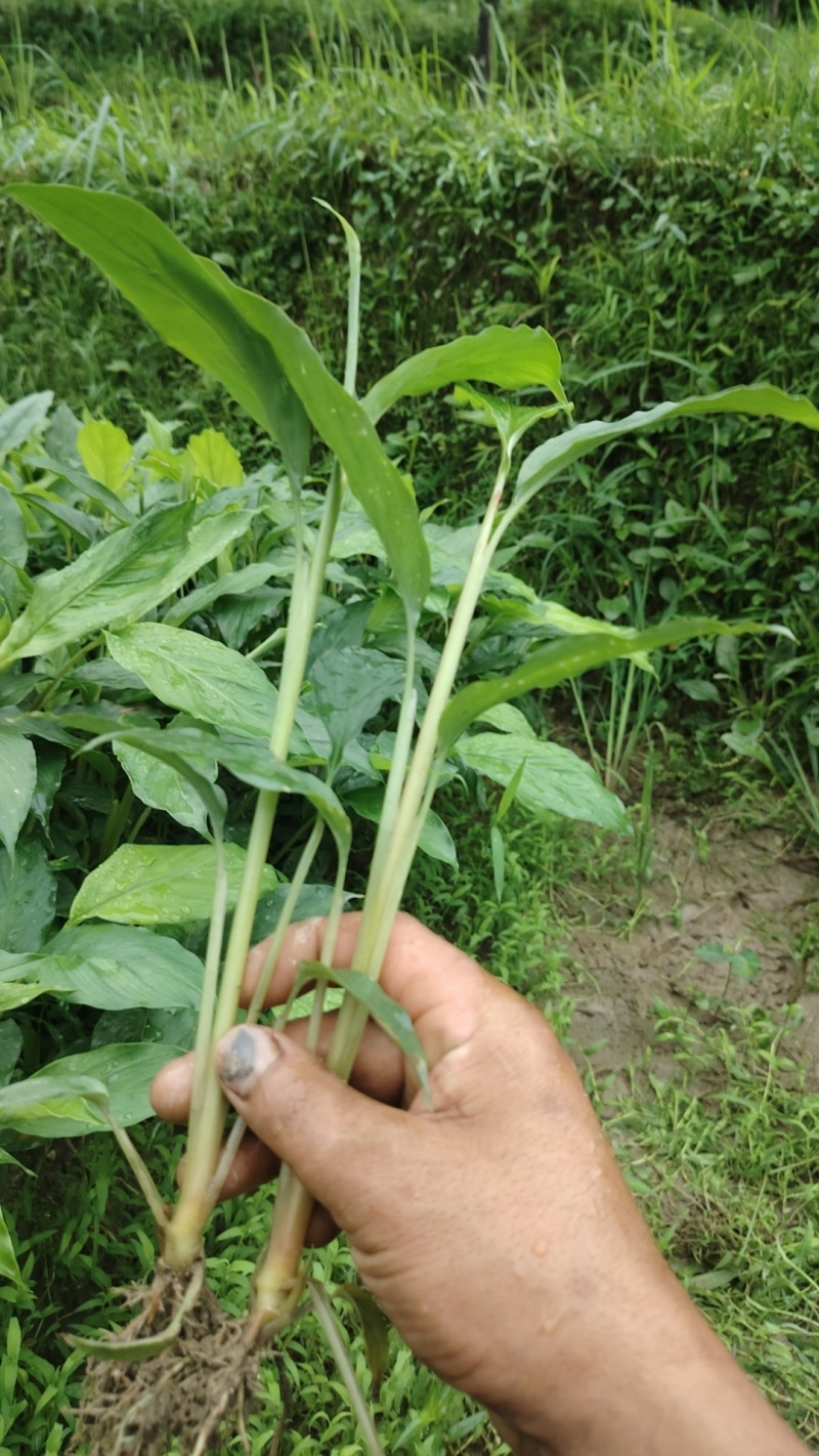 草果苗一年小苗/两年苗