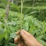 草果苗一年小苗/两年苗