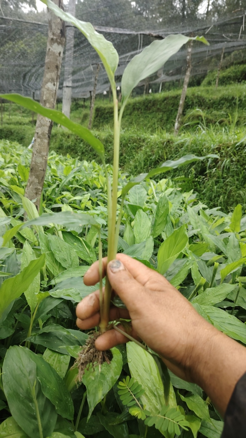 草果苗一年小苗/两年苗