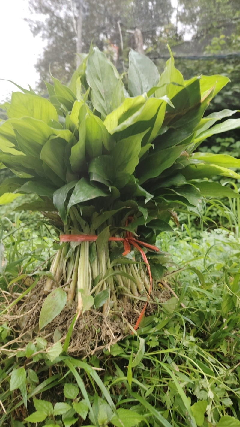 草果苗一年小苗/两年苗