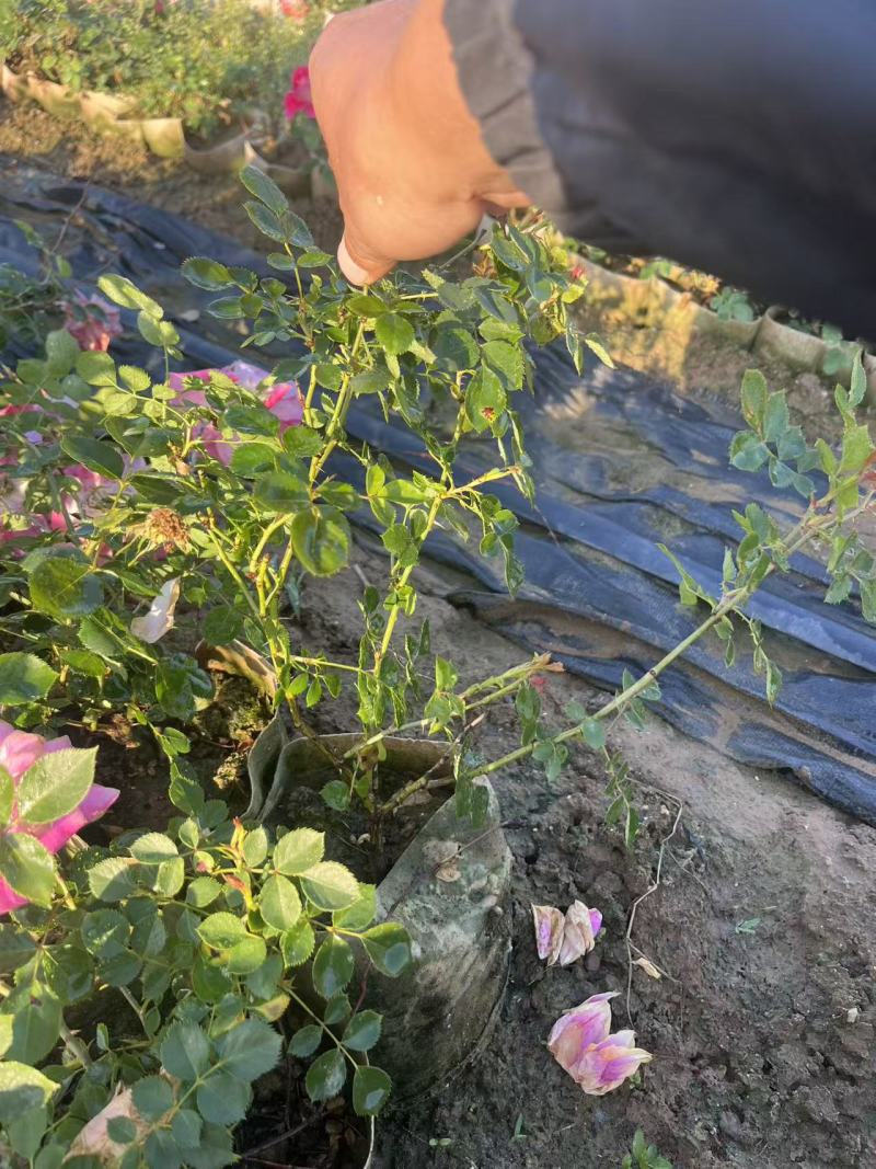 大花月季20杯杯苗