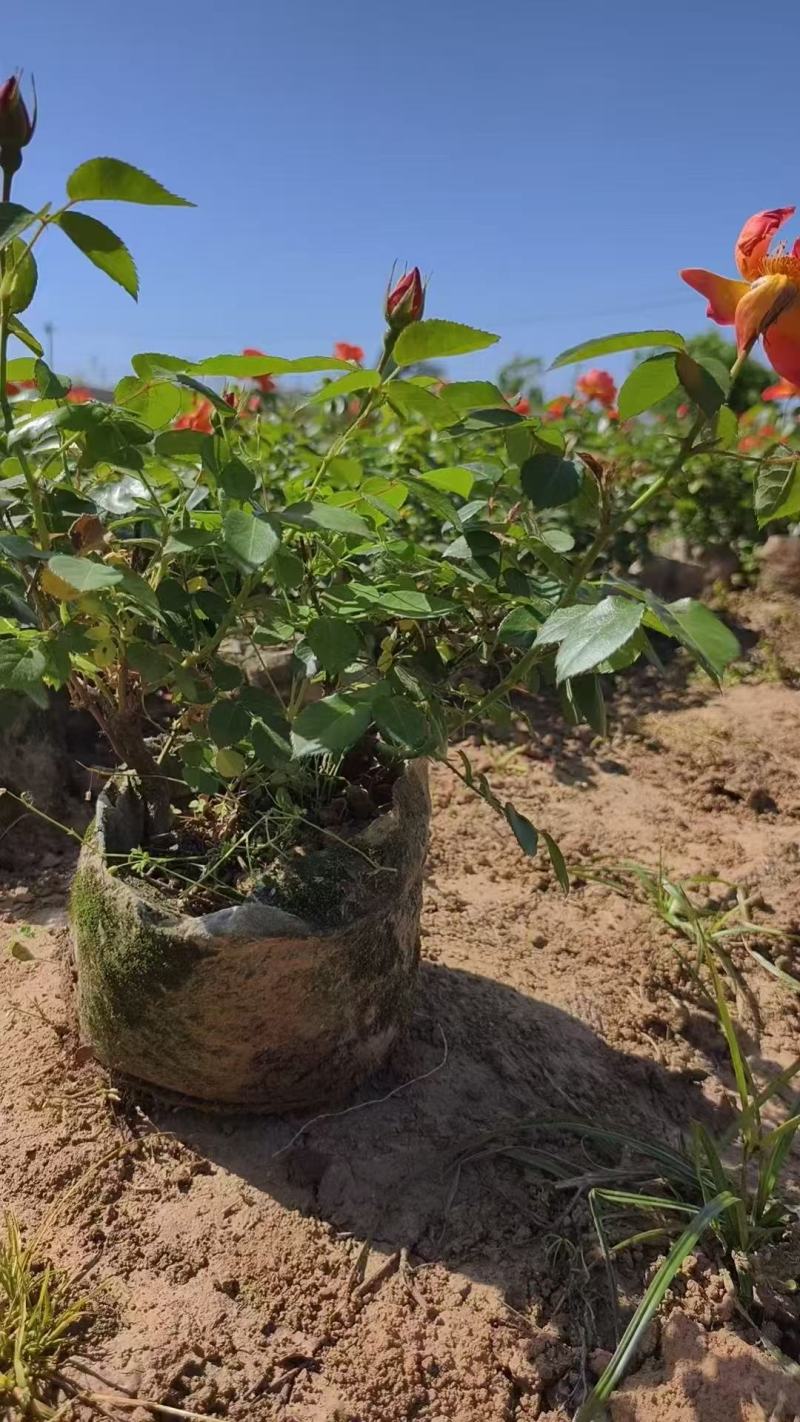 大花月季20杯杯苗