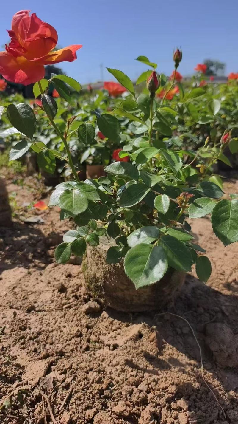 大花月季20杯杯苗