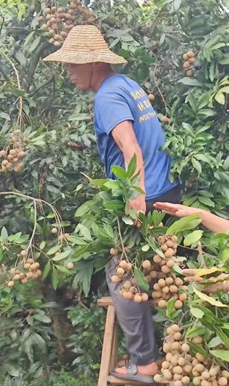 石硖龙眼统货
