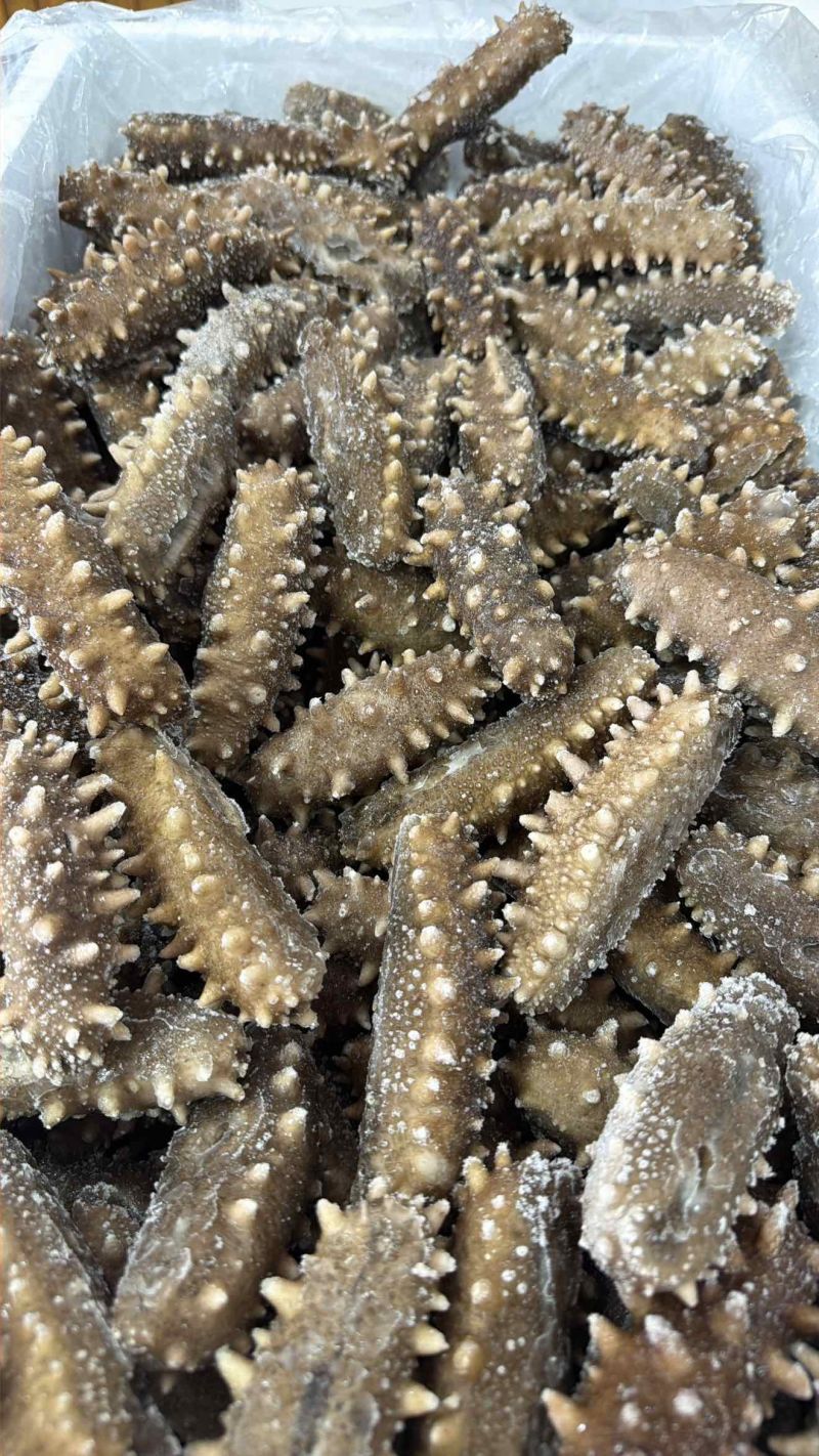 海参鲜食海参75元/斤，规格4-35头；淡干海参200-