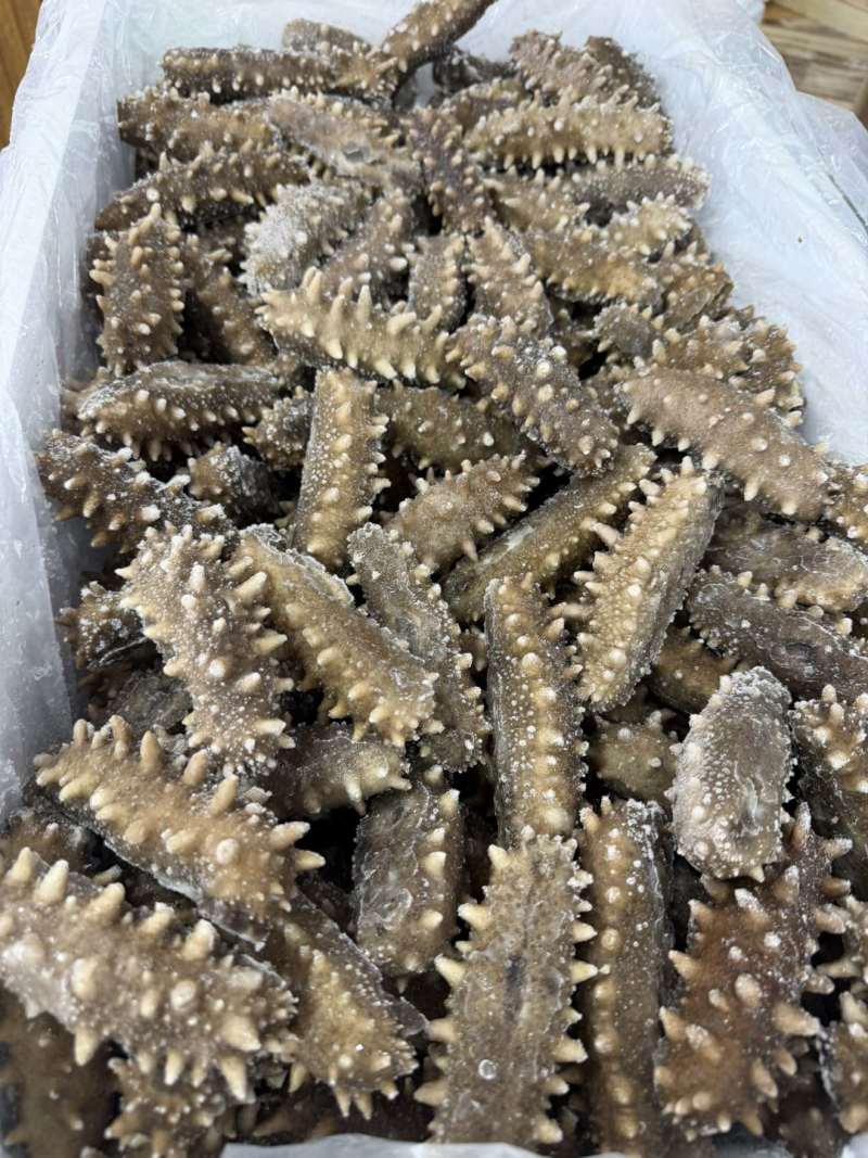 海参鲜食海参75元/斤，规格4-35头；淡干海参200-