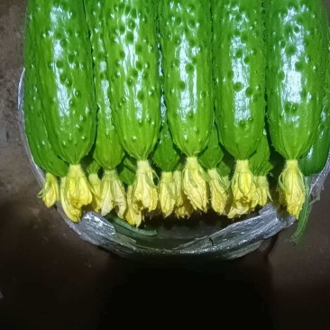 旱黄瓜精品旱黄瓜