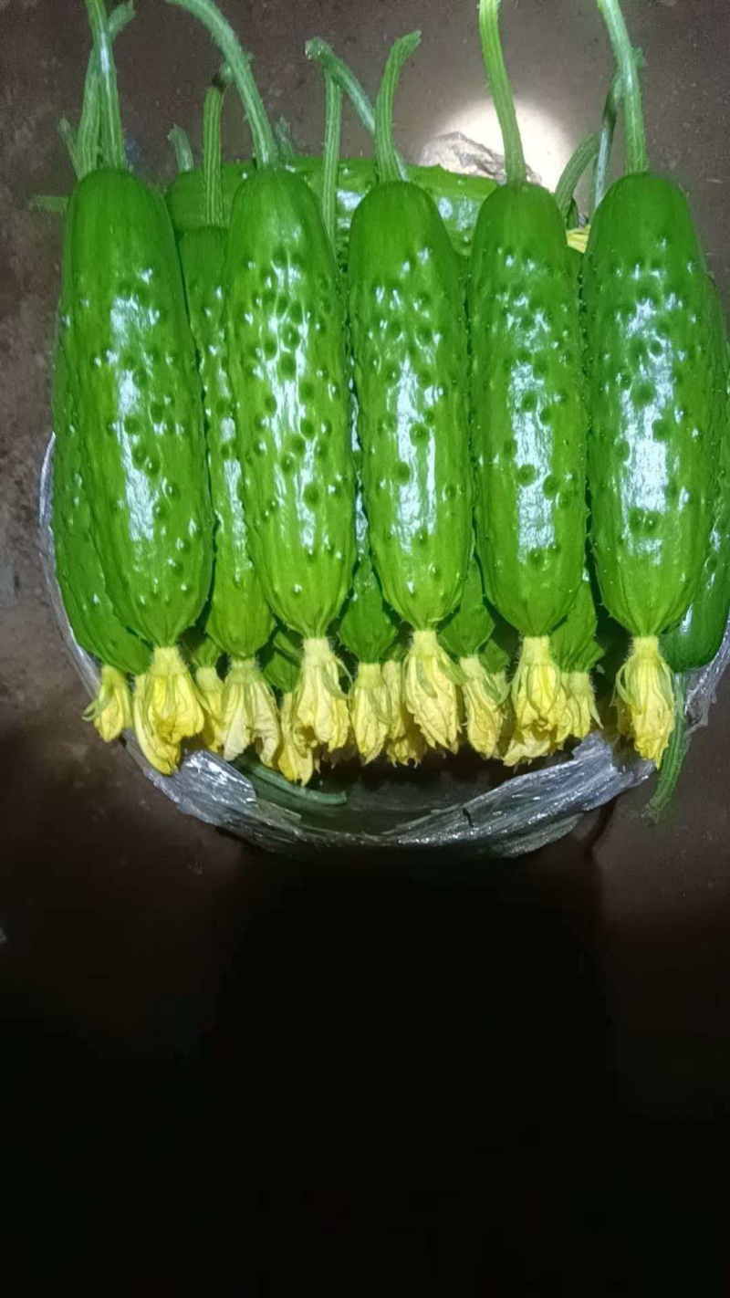 旱黄瓜精品旱黄瓜
