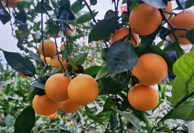 夏橙通货55-90