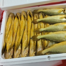 黄花鱼片冻/活鱼冰鲜