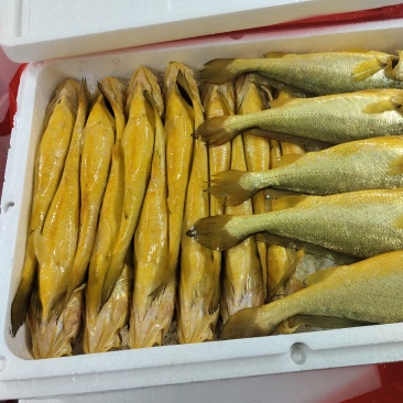 黄花鱼片冻/活鱼冰鲜
