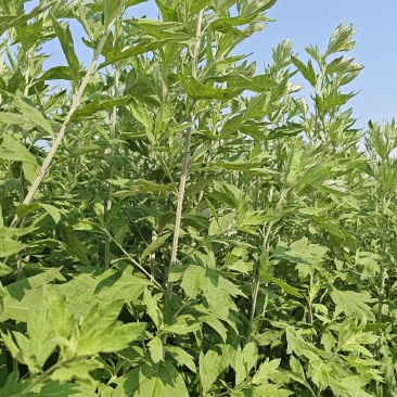 艾草