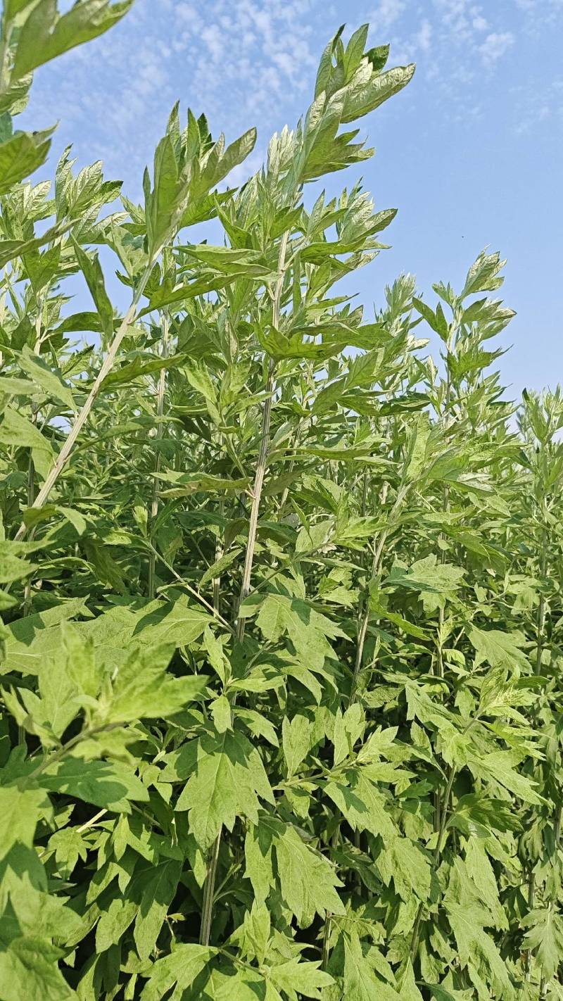 艾草