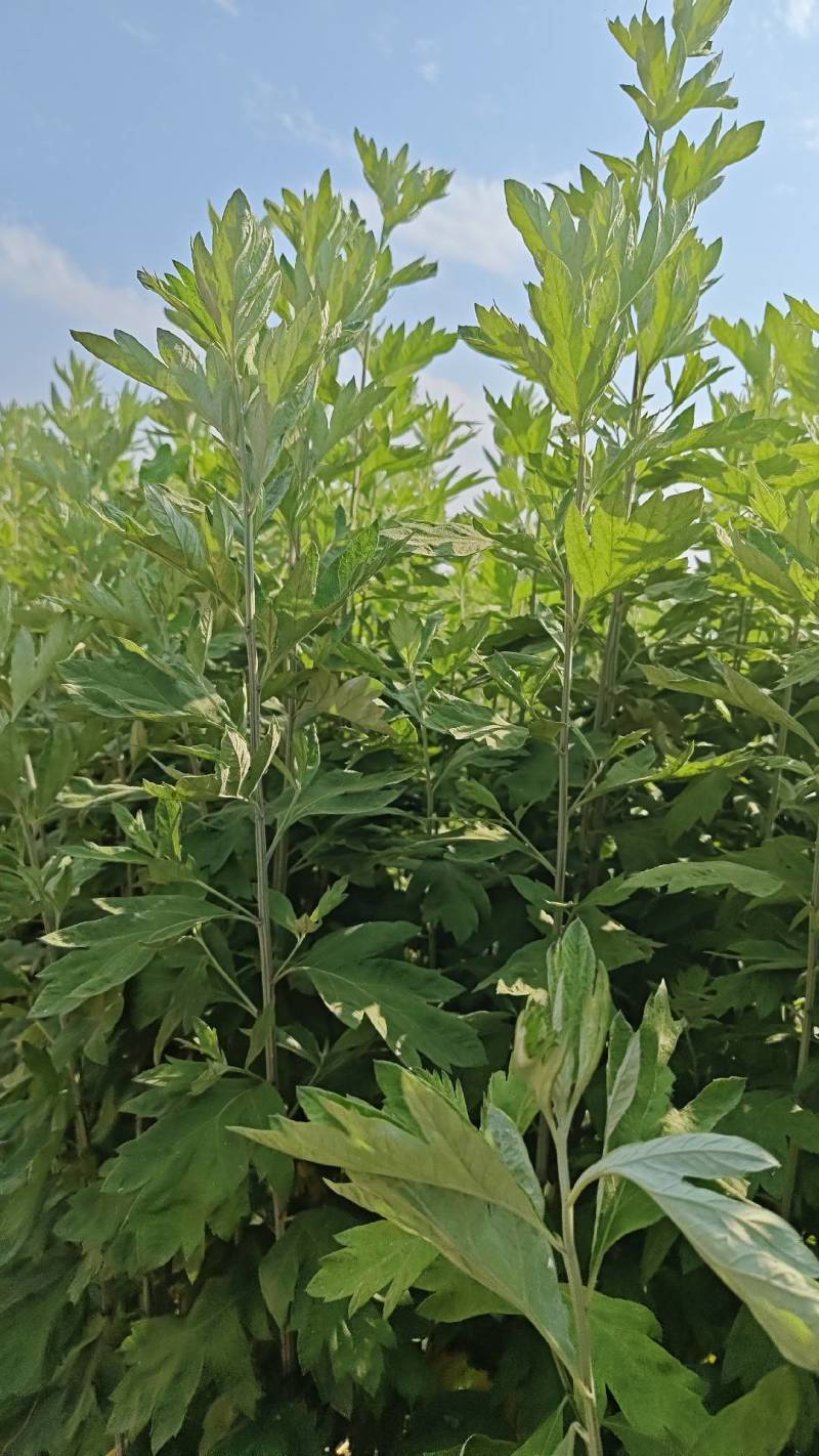 艾草