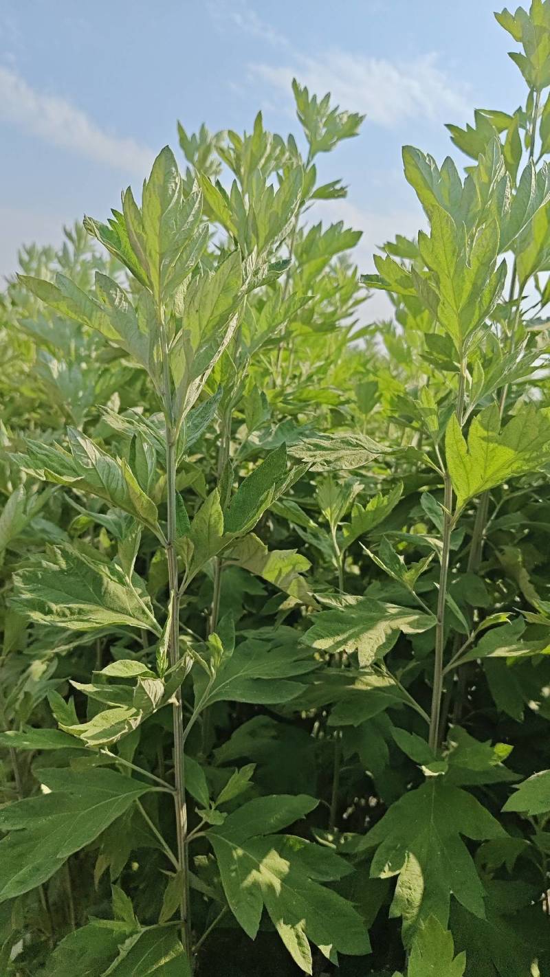 艾草