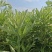 艾草
