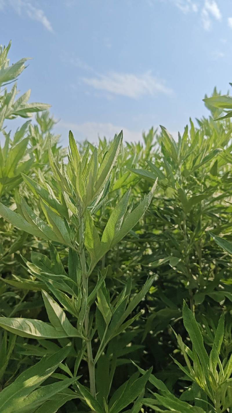 艾草