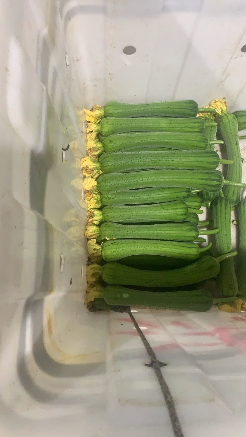 肉丝瓜精品肉丝瓜