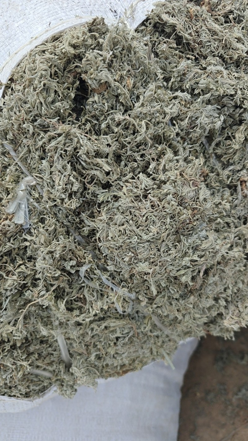 茵陈