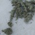 茵陈