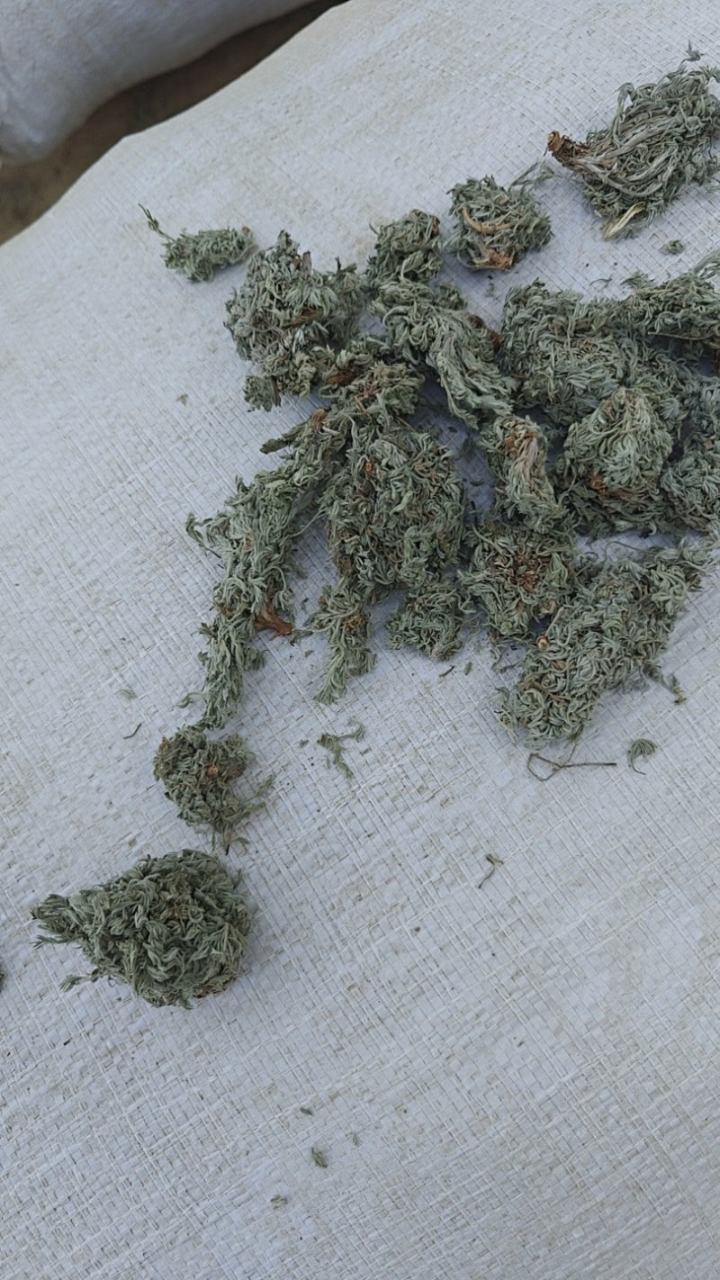 茵陈