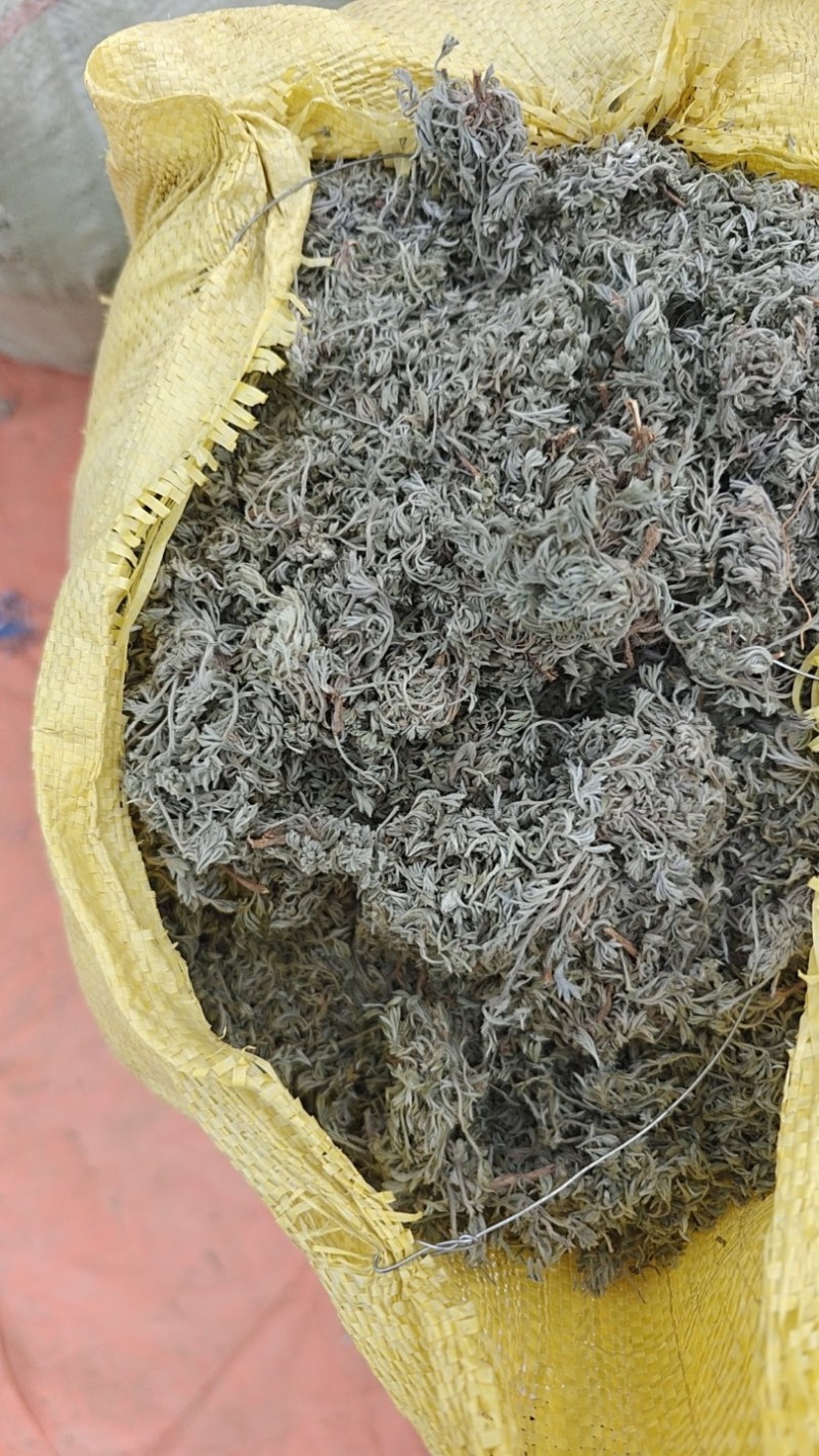茵陈