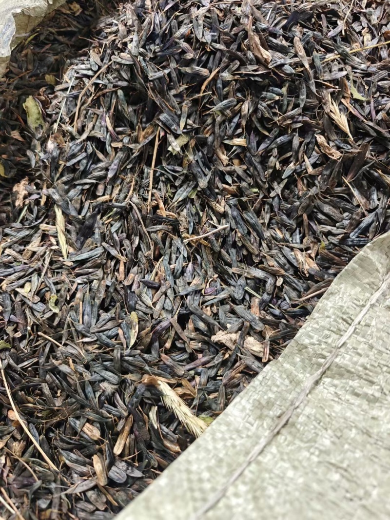 板蓝根种子