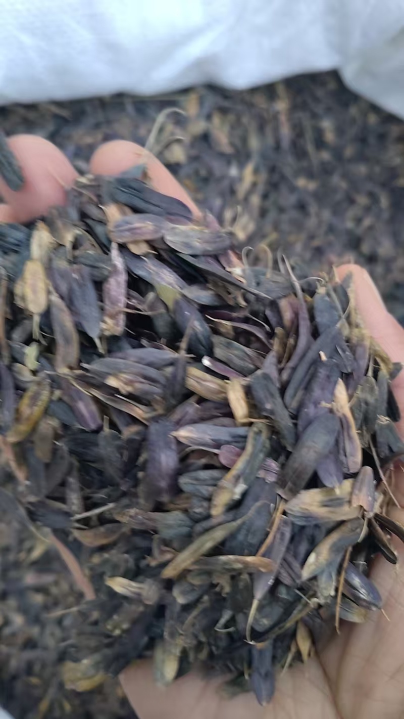 板蓝根种子