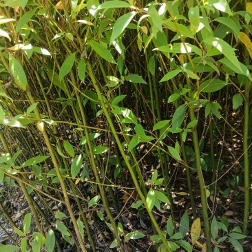 木姜子苗达标或超标苗木，0.5公分以上直径取苗