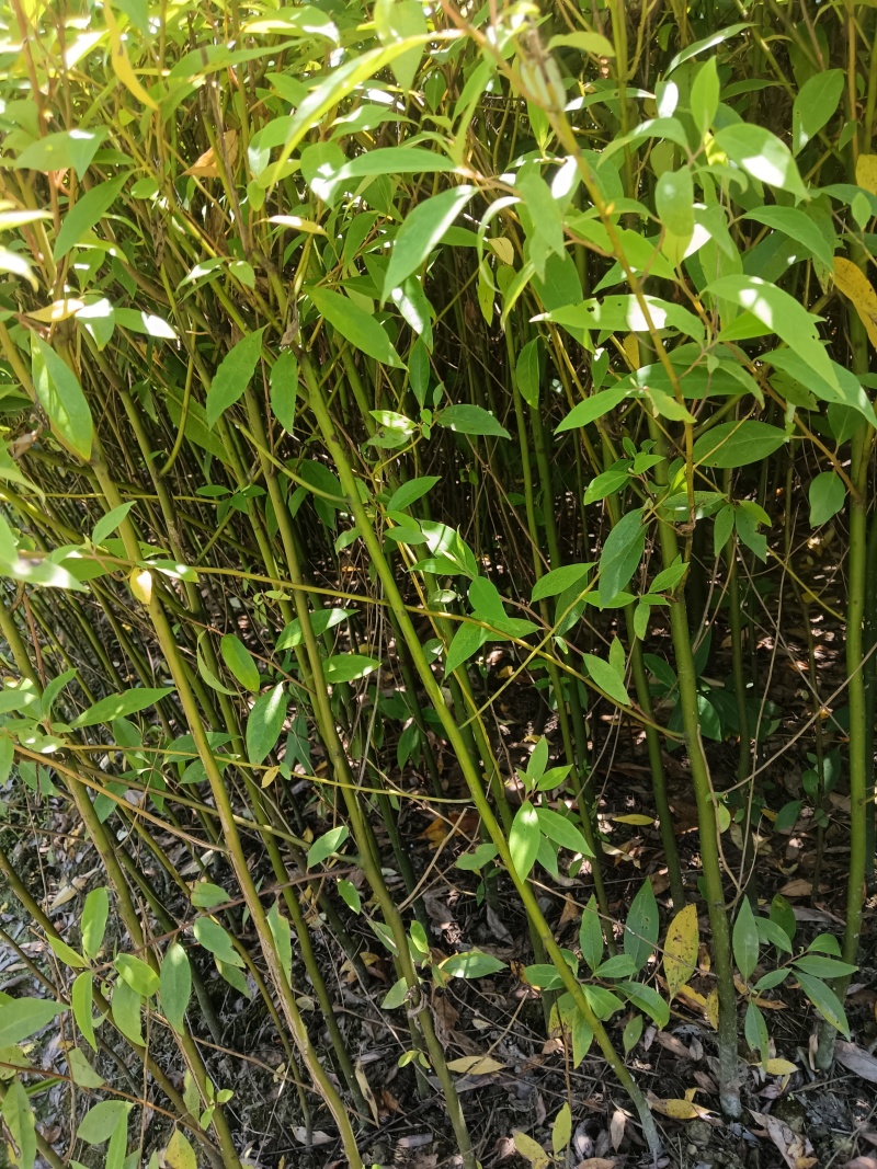 木姜子苗达标或超标苗木，0.5公分以上直径取苗