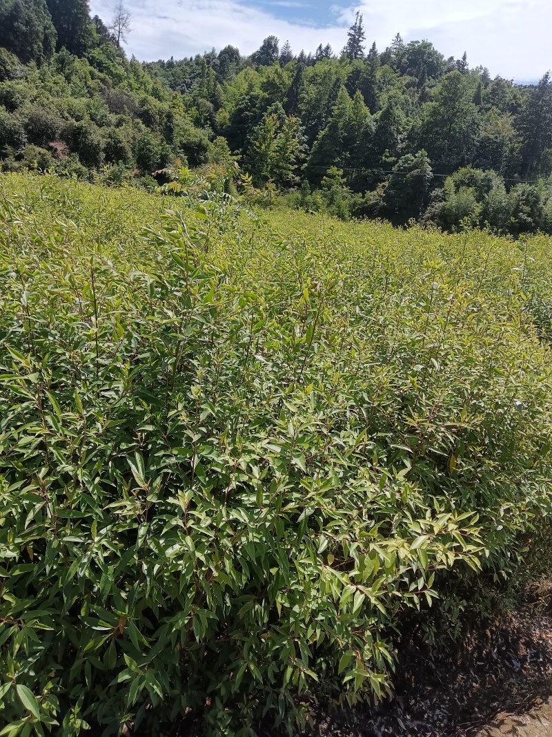 木姜子苗达标或超标苗木，0.5公分以上直径取苗
