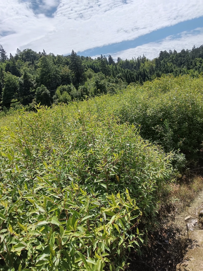 木姜子苗达标或超标苗木，0.5公分以上直径取苗