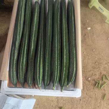 棱丝瓜圣瓜胜瓜大量上市产地直发可视频看货