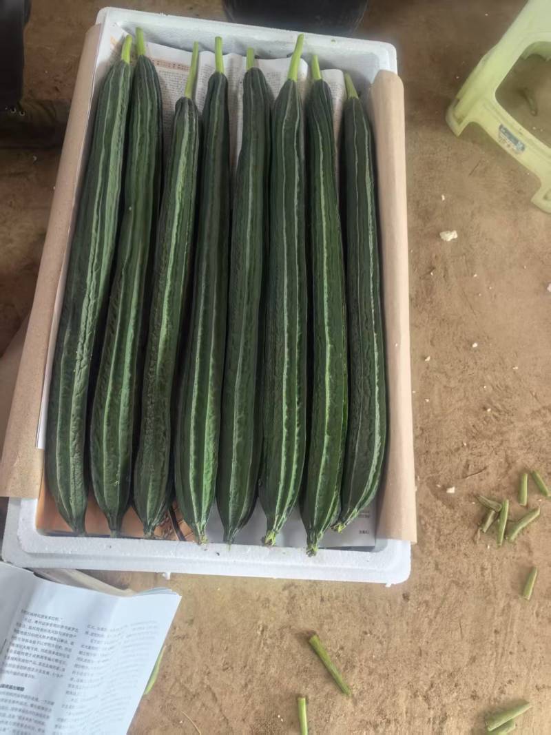 棱丝瓜圣瓜胜瓜大量上市产地直发可视频看货