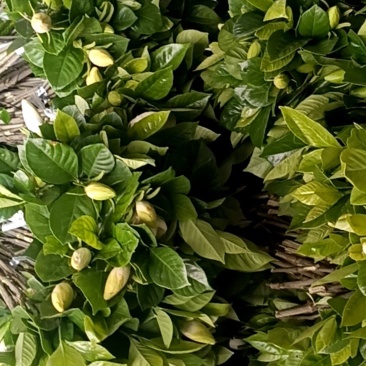 栀子花枝条长35-45公分，一把10支每支两朵花苞
