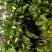 栀子花枝条长35-45公分，一把10支每支两朵花苞