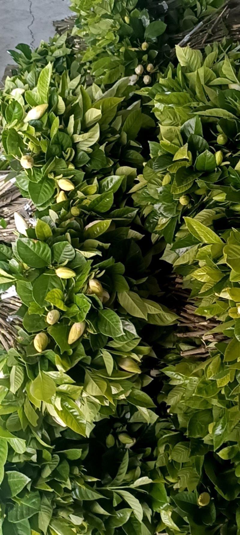 栀子花枝条长35-45公分，一把10支每支两朵花苞
