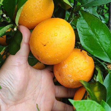 夏橙60起步，分级定价