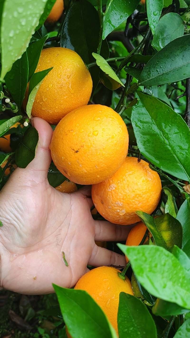 夏橙60起步，分级定价
