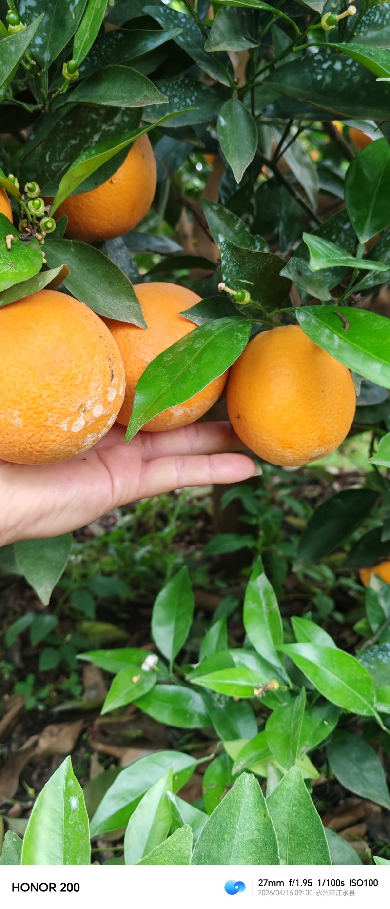 夏橙60起步，分级定价