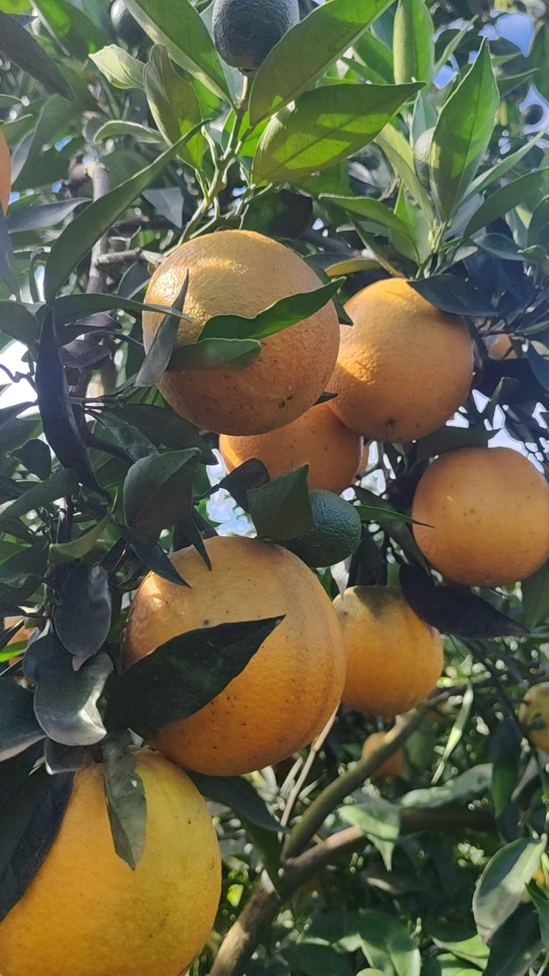 夏橙60起步，分级定价