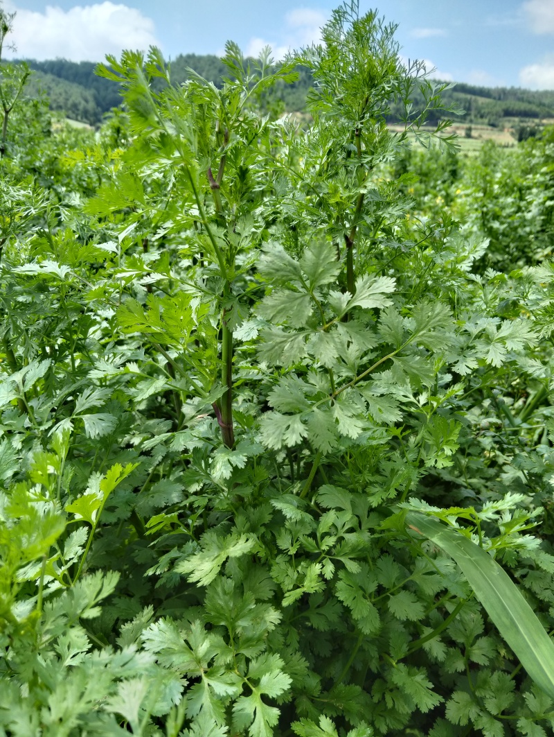 香菜