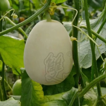 羊角蜜/白瓜白皮羊角蜜甜瓜