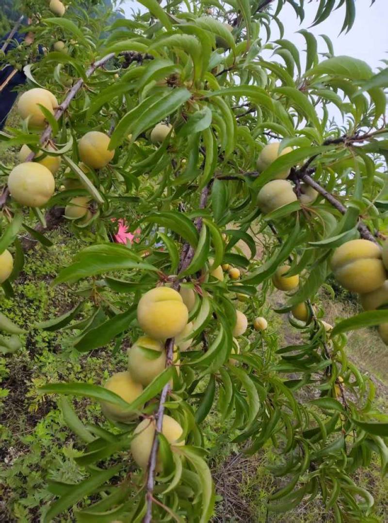 蜂糖李40mm果径