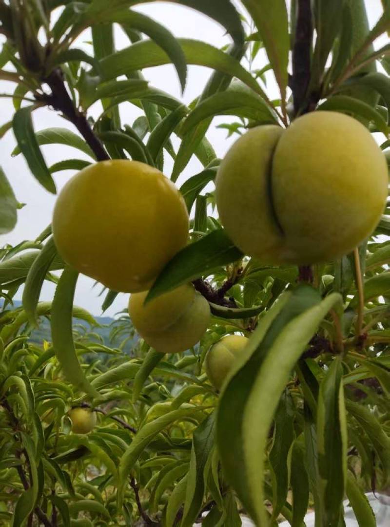 蜂糖李40mm果径