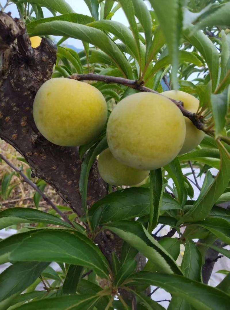 蜂糖李40mm果径