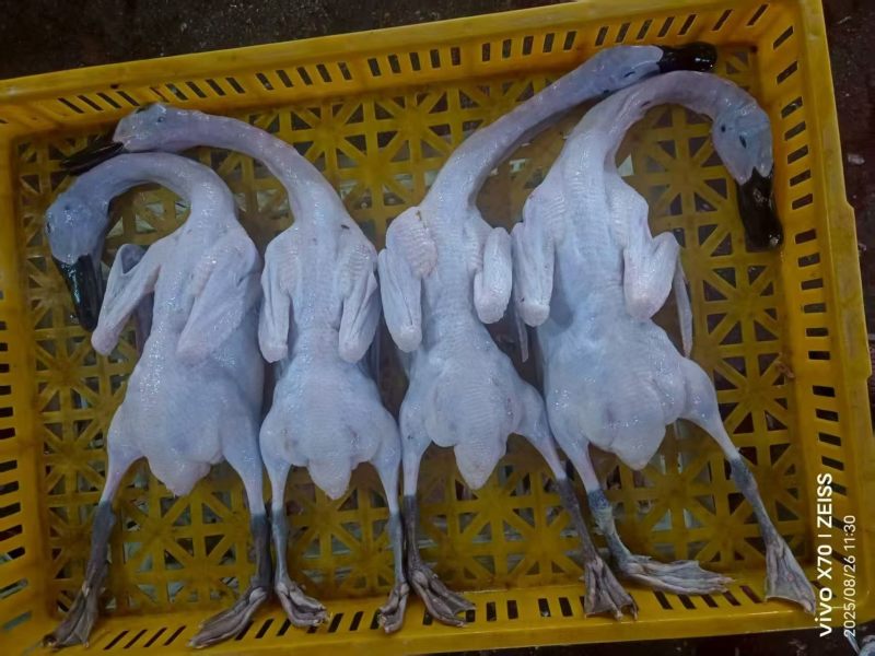白条鸭600克-1000克:4500元/吨;1000克-